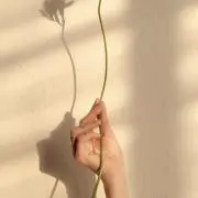 たぬきの画像
