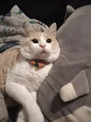 フジ太郎の画像