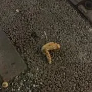 てばちゃん