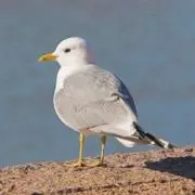 かもめ