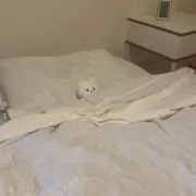 piyoco