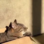 もふもふ