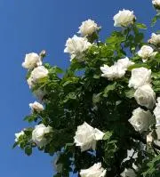 22_k_yaの画像