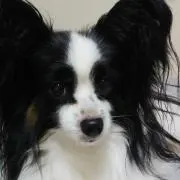 ゆーゆ