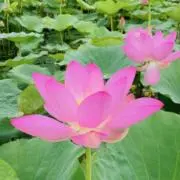 チェリーの画像