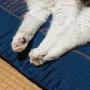 にえの画像
