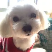 チャイパパ