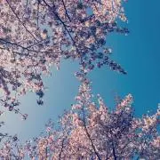 もえの画像