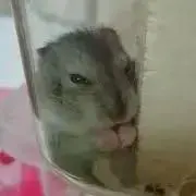 MIRAIの画像