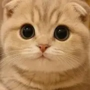 とと