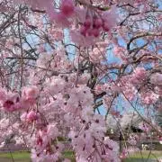 ゆずきちの画像