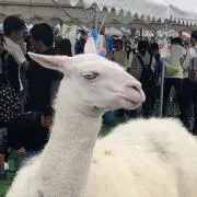 けんけんの画像