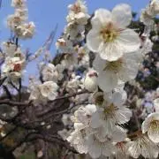 atsu