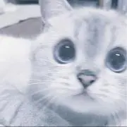 ぬんの画像
