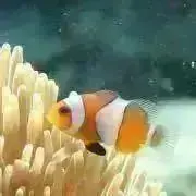 ナンヨウブダイの画像