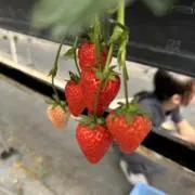 リカ