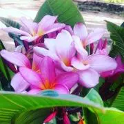 bigislandの画像