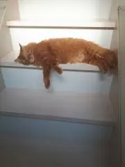 たたみの画像