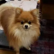 モフモフ