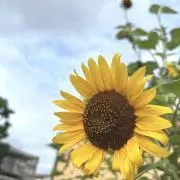 Kaの画像