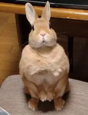 オレンジチョコうさの画像