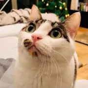 Shalayaの画像
