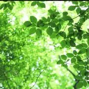 Treeの画像