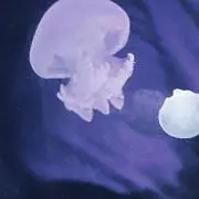 くらげの画像