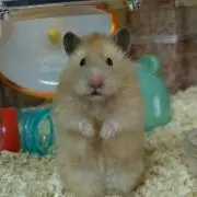 ままくり