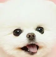 komaの画像