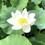 葵杏