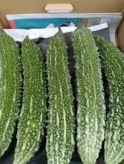 ★拳禅一如★毎日　規格外のゴーヤがでますの画像