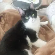 tara