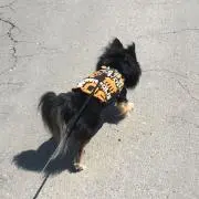 ちぃの画像