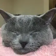 あきらの画像