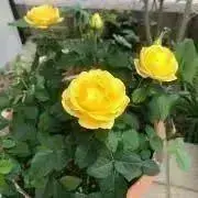 3時のおやつの画像