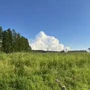 リーリエの画像