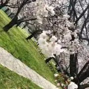 もいもいの画像