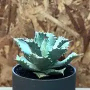 tsunの画像