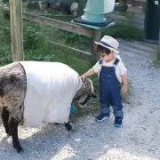 まゆ