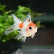 こっちゃん☆の画像