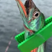アスパラ