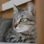 ばっくらっしゅ