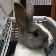 Miki 。