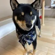 Shoの画像