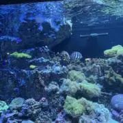 海月の画像
