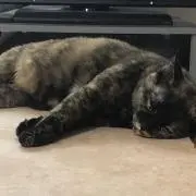 ゾーイの画像