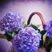 紫陽花
