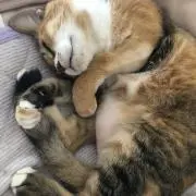 hitodeの画像