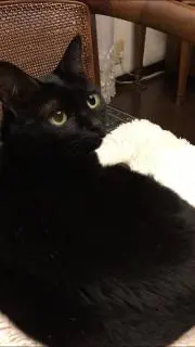いちさんの画像